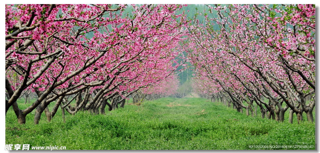 桃树园之春