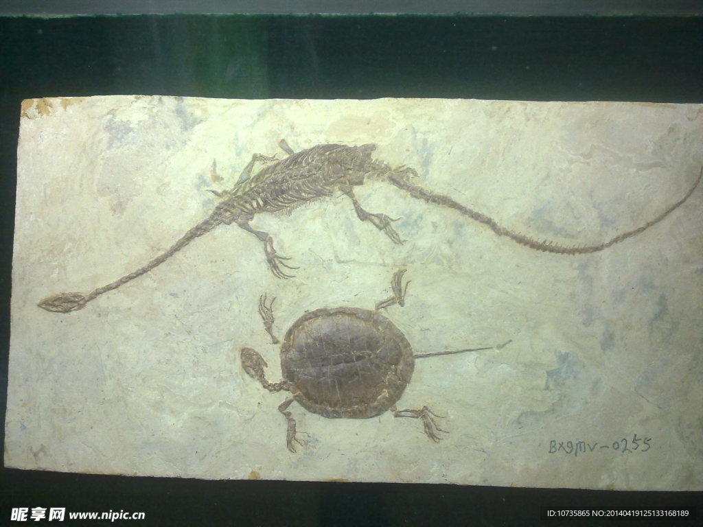古代化石长颈龙和海龟