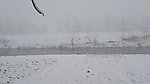 故乡雪