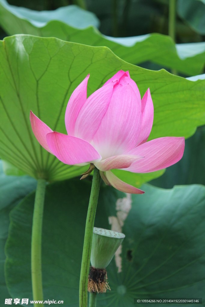 荷花