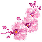 精美花纹