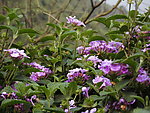 野臭花