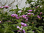 野臭花