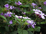 野臭花
