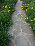 鲜花小路