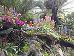 花丛
