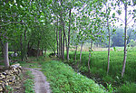 林间小路