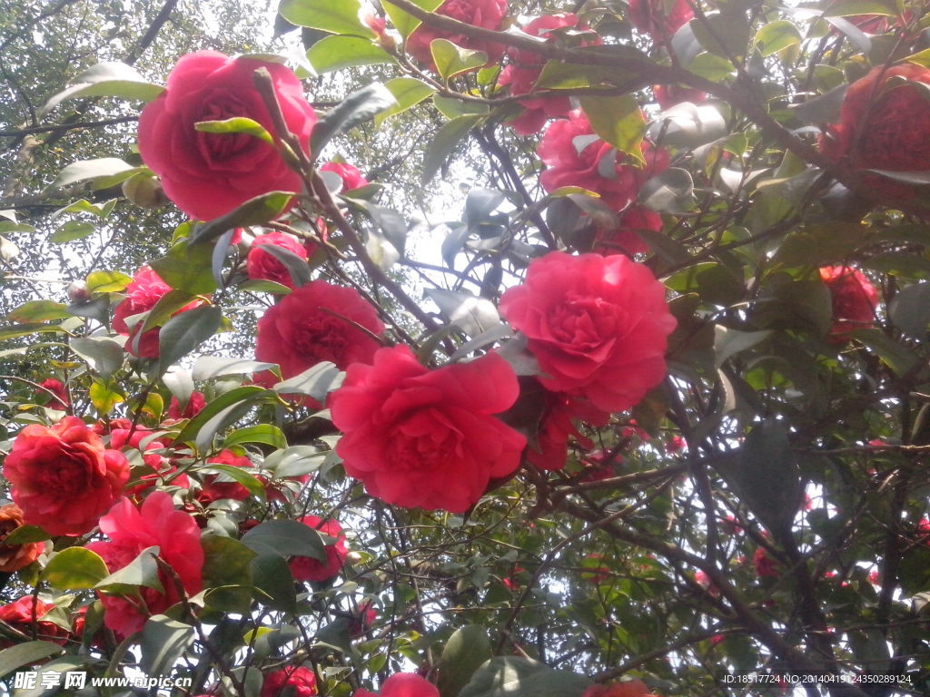 茶花