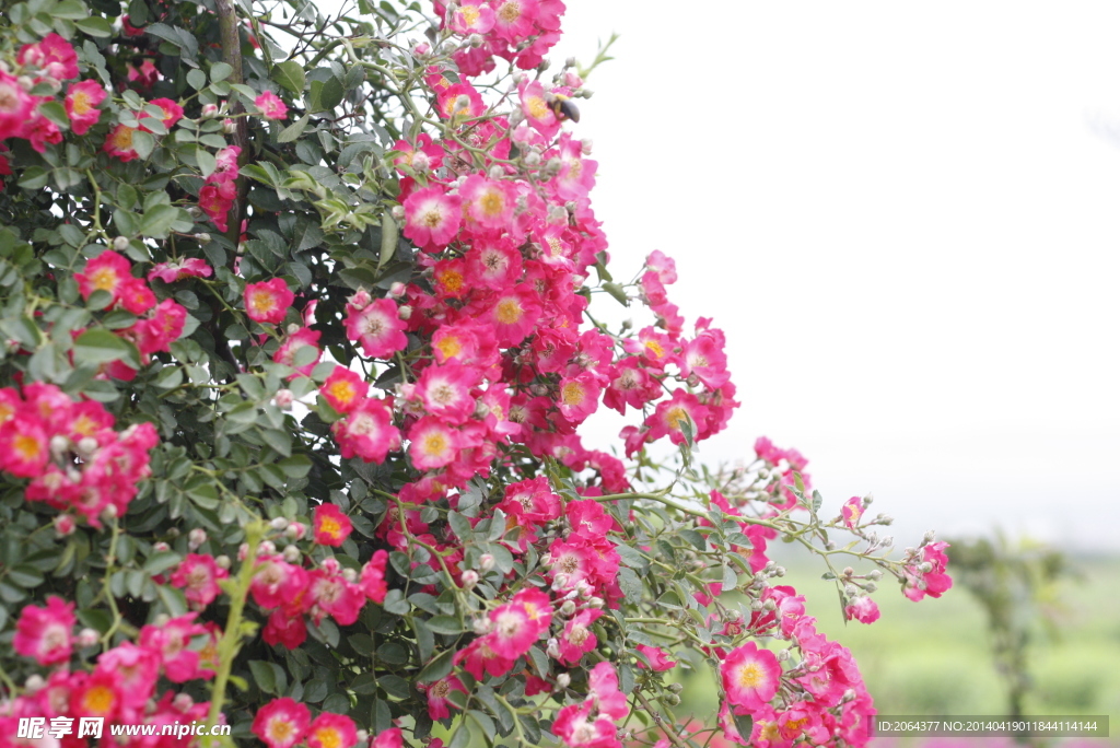 花草摄影图