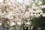 四月桃花公园盛开