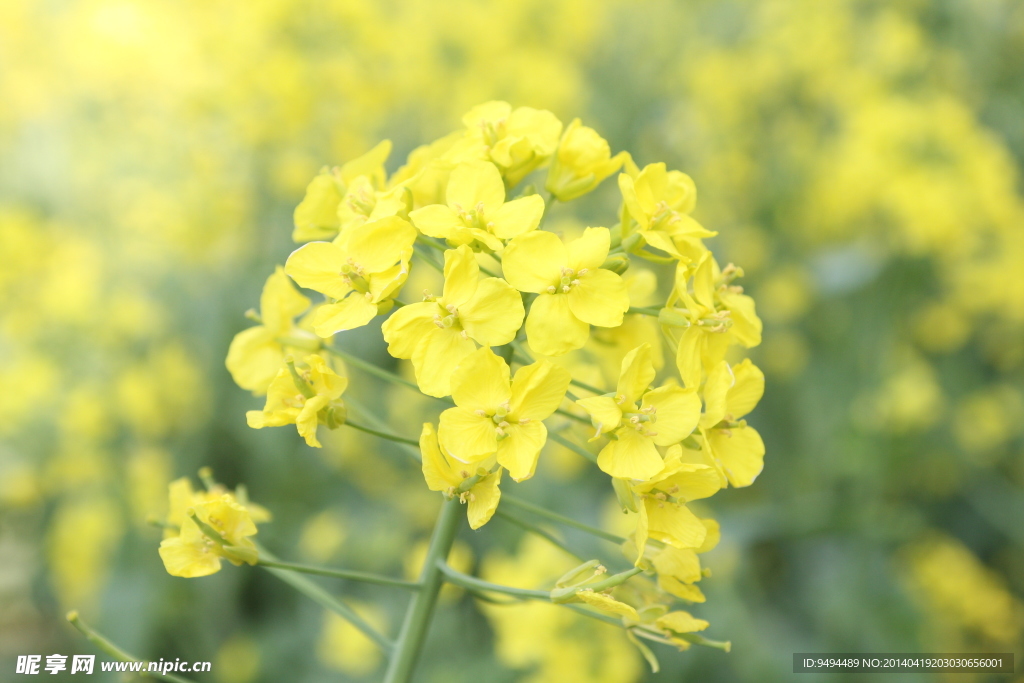 四月公园里的油菜花