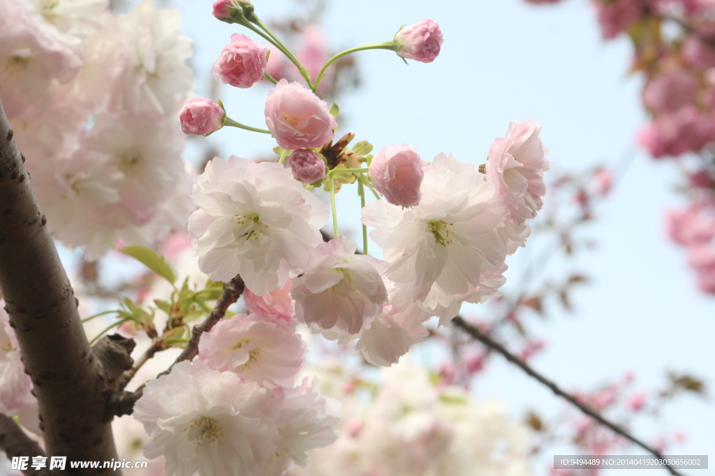 四月公园里的桃花开放