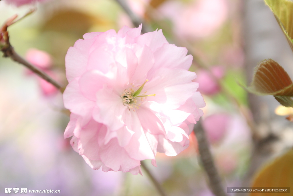 四月桃花盛开季节图片