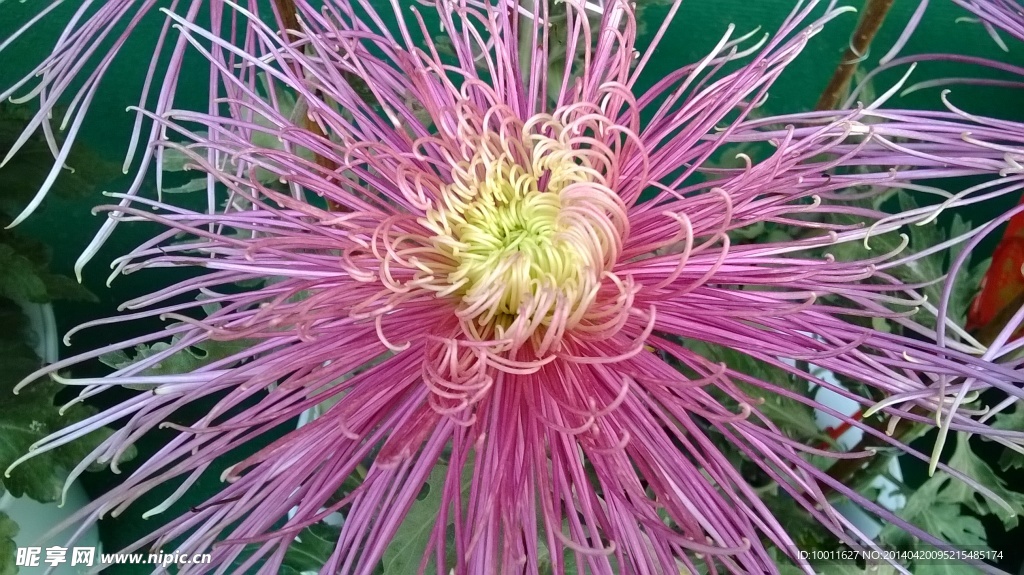 菊花