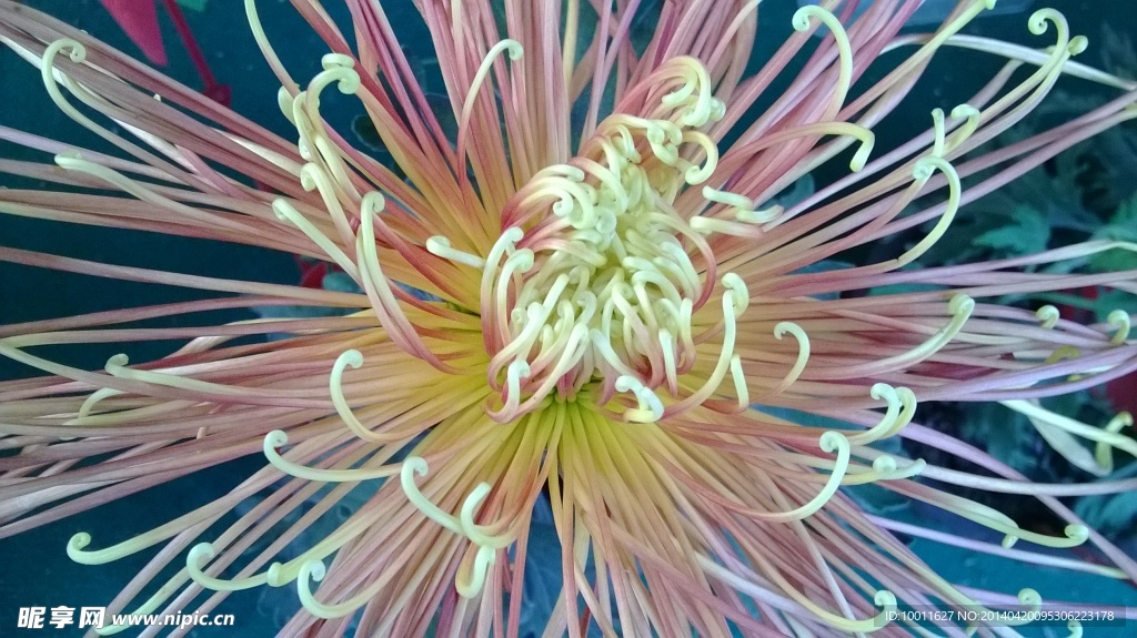 菊花