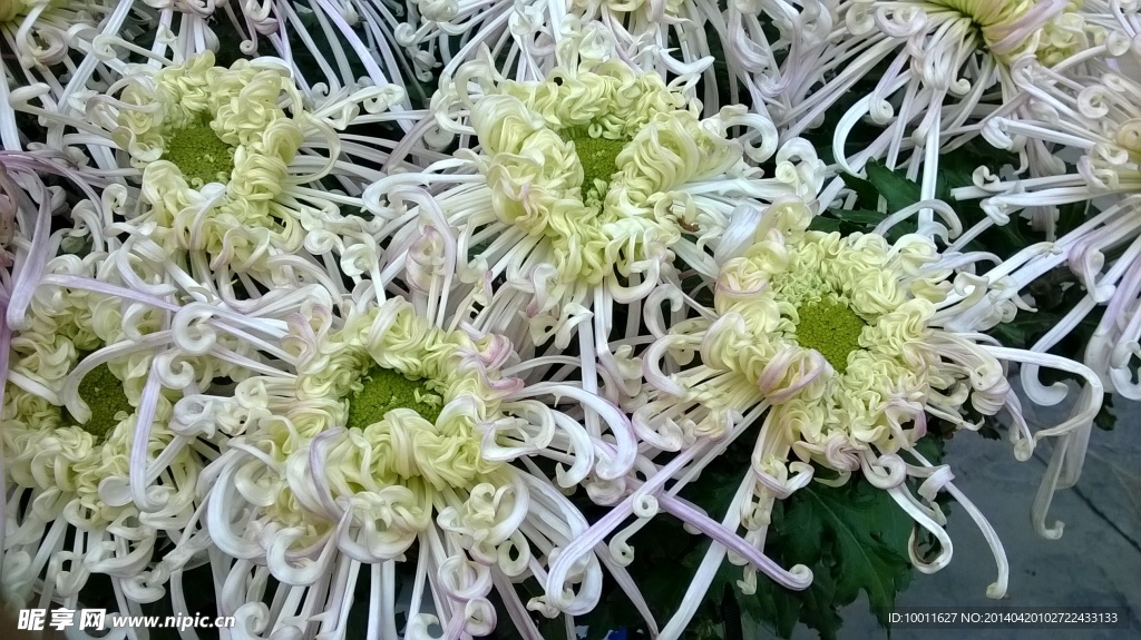 菊花