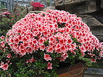 粉色杜鹃花