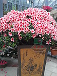 杜鹃