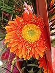 邹菊 菊花