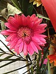 邹菊 菊花