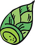 大白菜