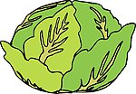 大白菜
