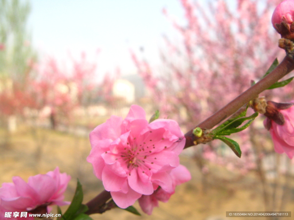 春桃花