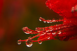 杜鹃花