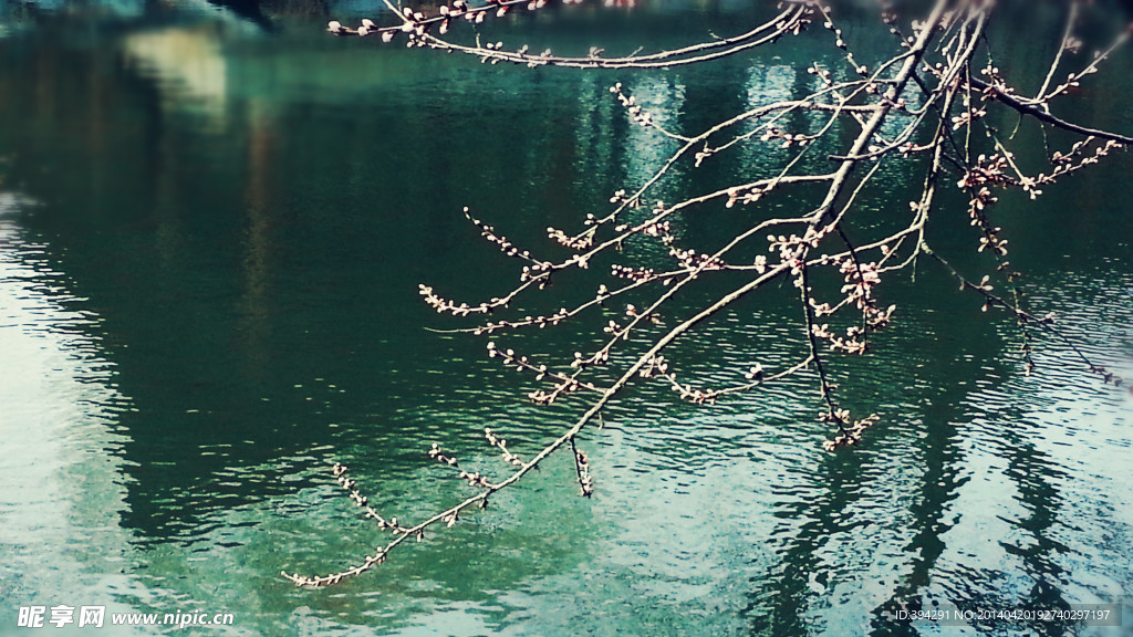 河边桃花
