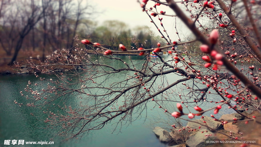 河边桃花