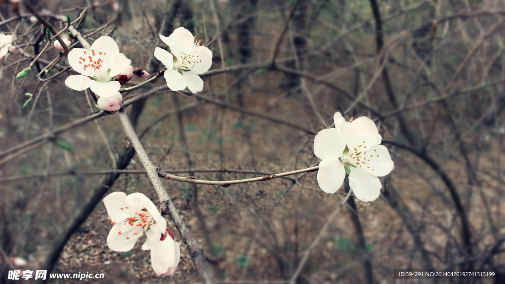 桃花