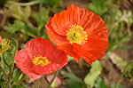 欧洲银莲花
