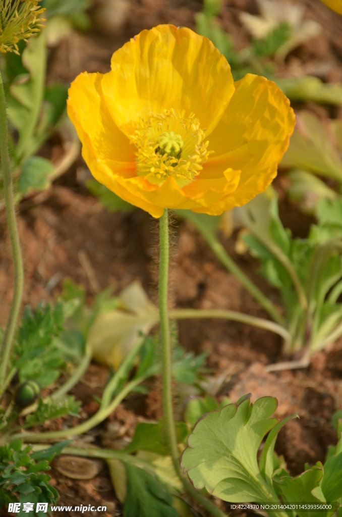 欧洲银莲花