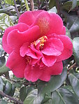 茶花