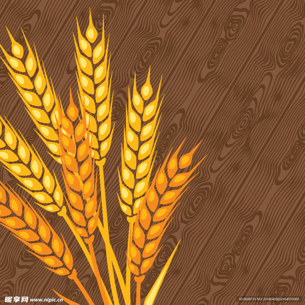 小麦粮食麦穗稻子