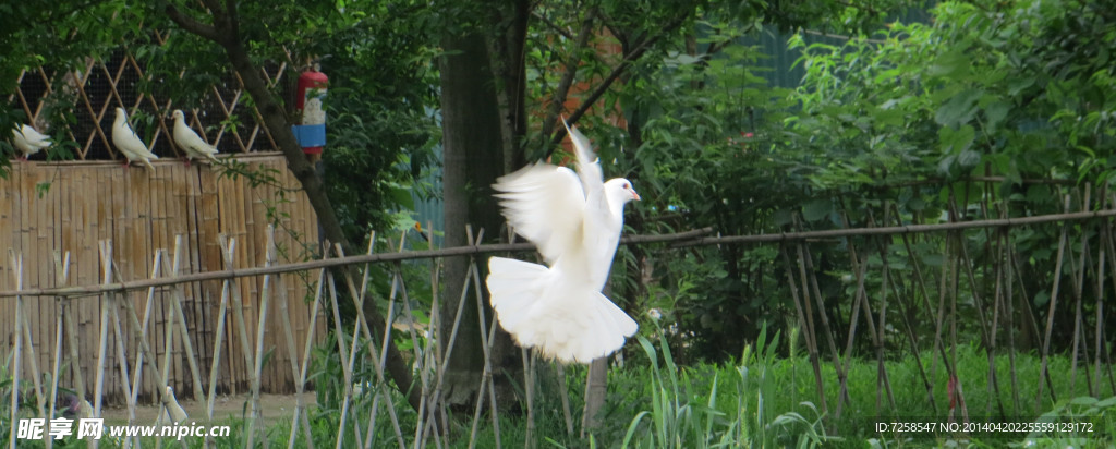 白鸽飞翔