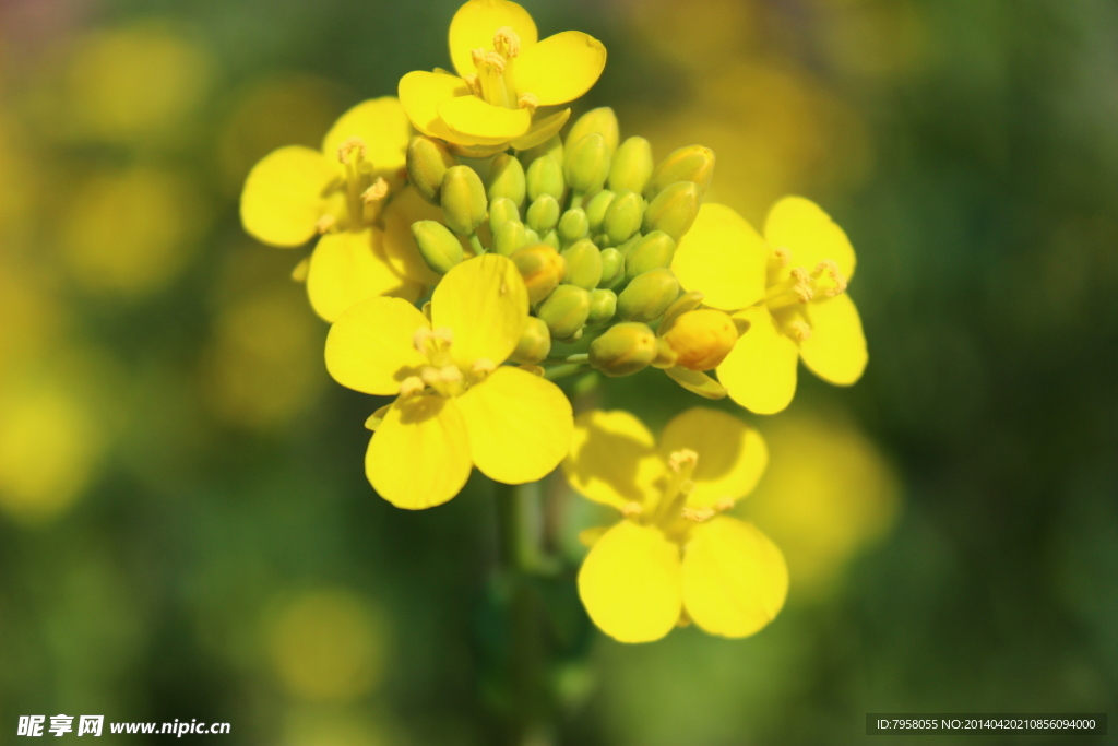 油菜花