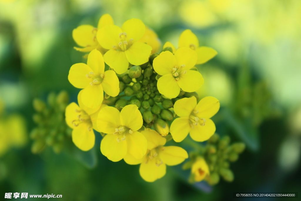 油菜花