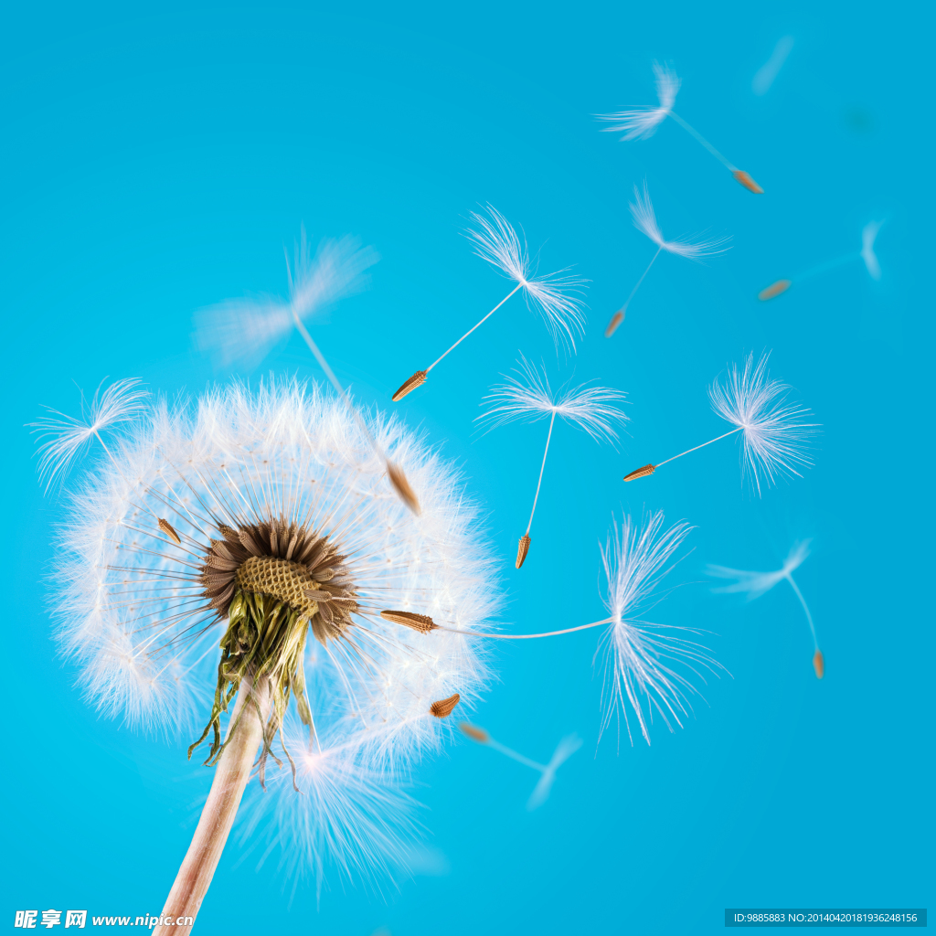 蒲公英