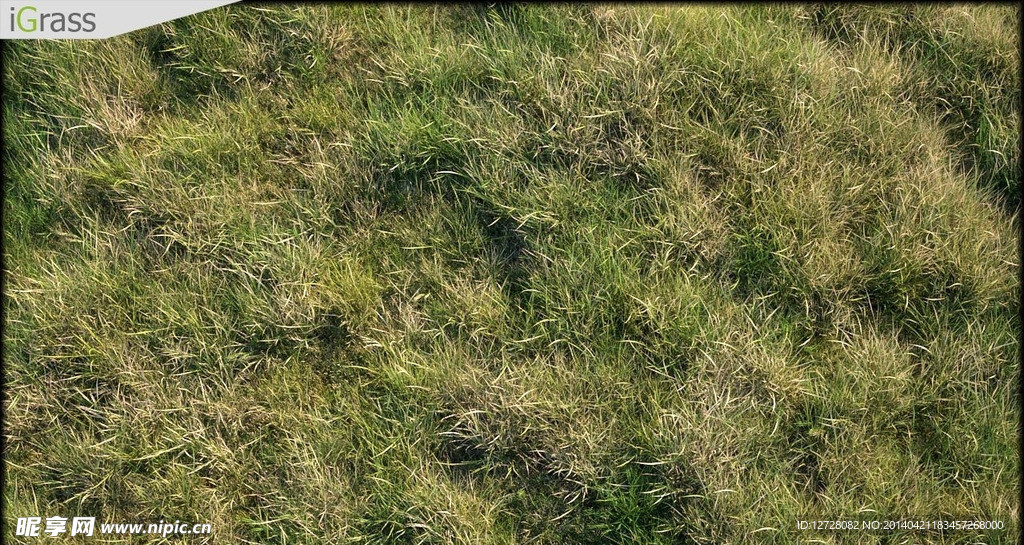 草 草地模型