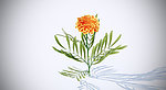 花模型