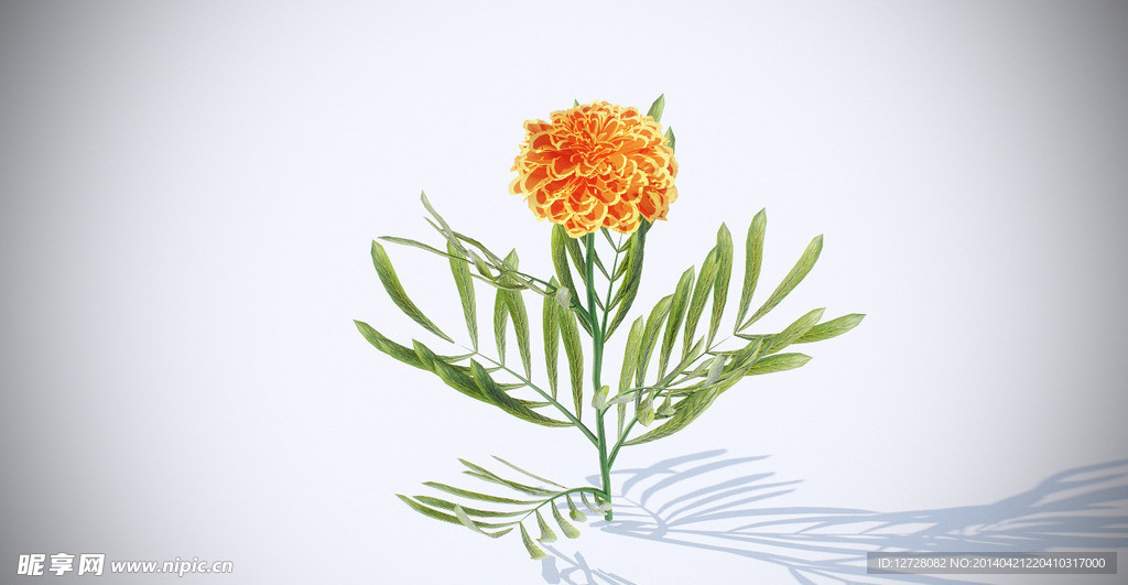 花模型