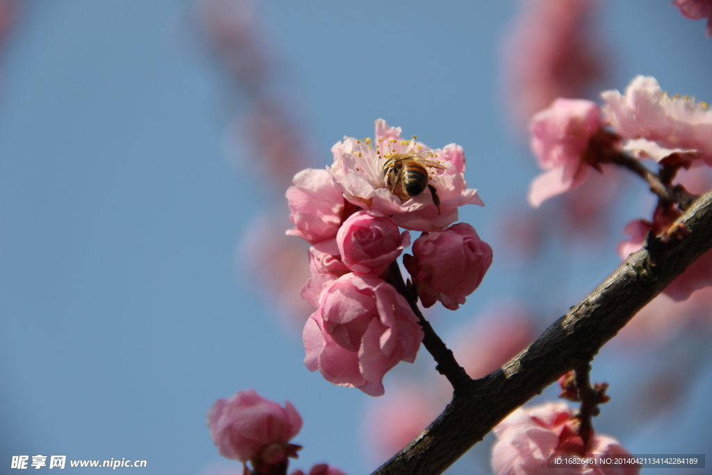 梅花