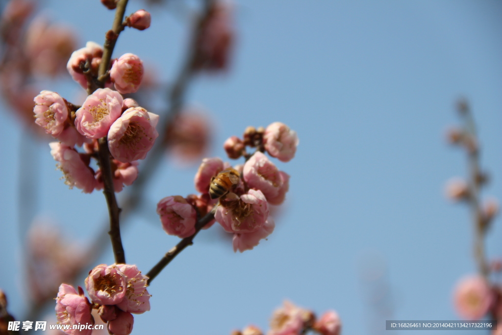 梅花