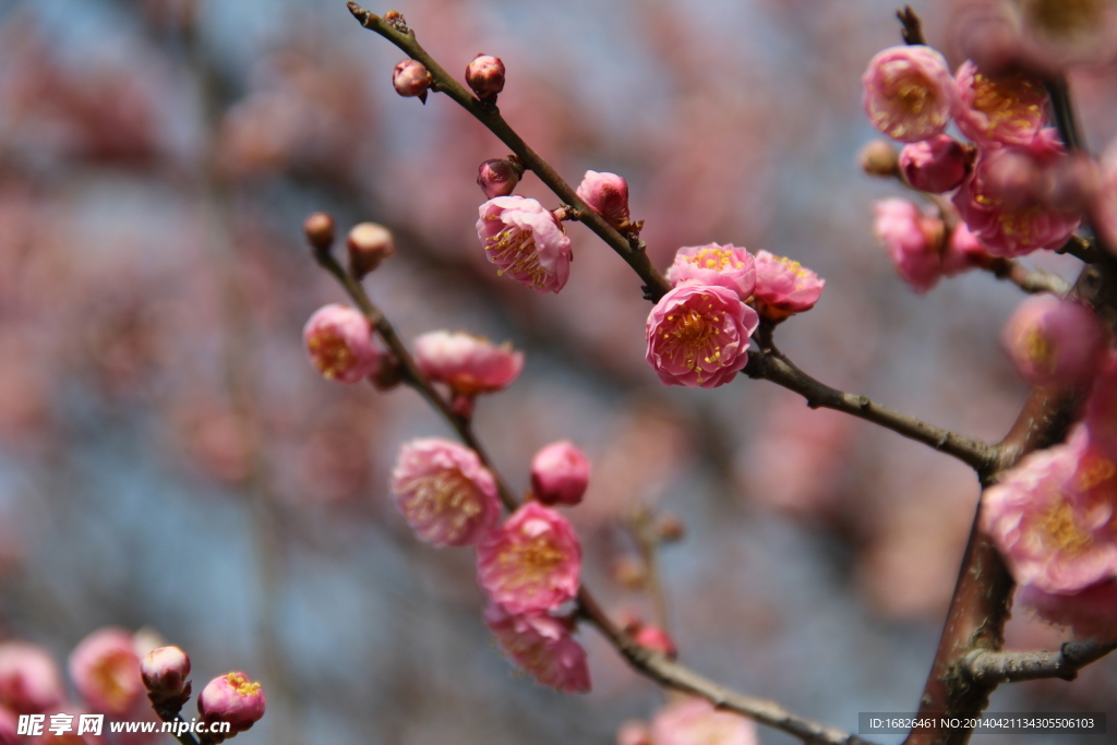 梅花