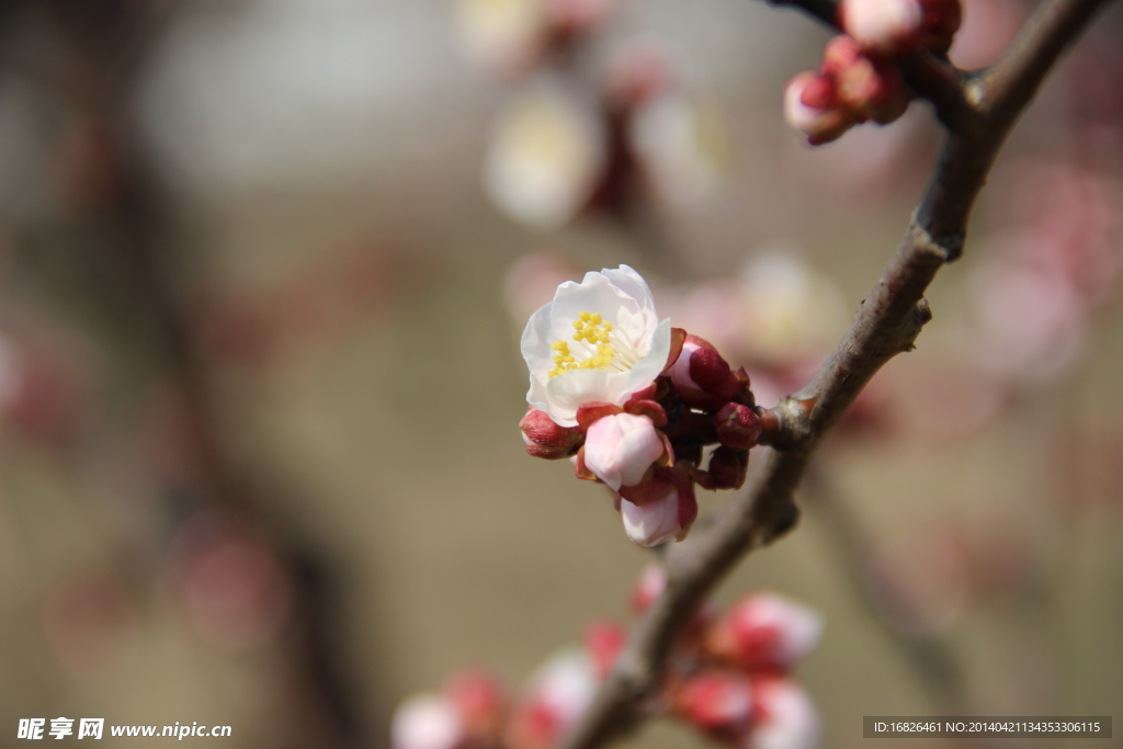 梅花