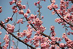 梅花