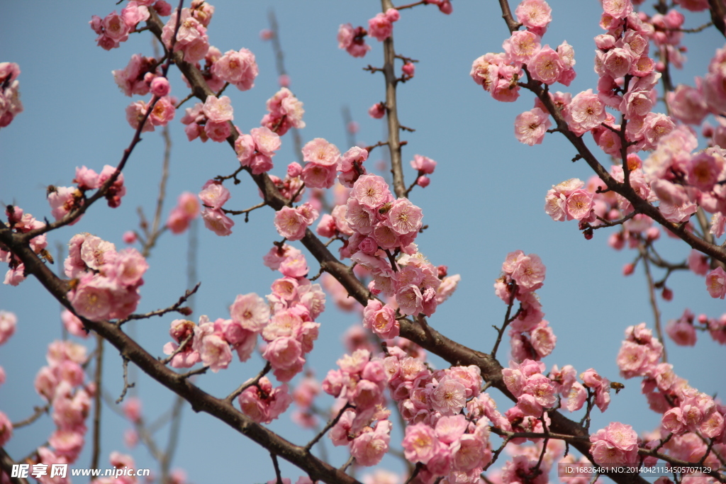 梅花