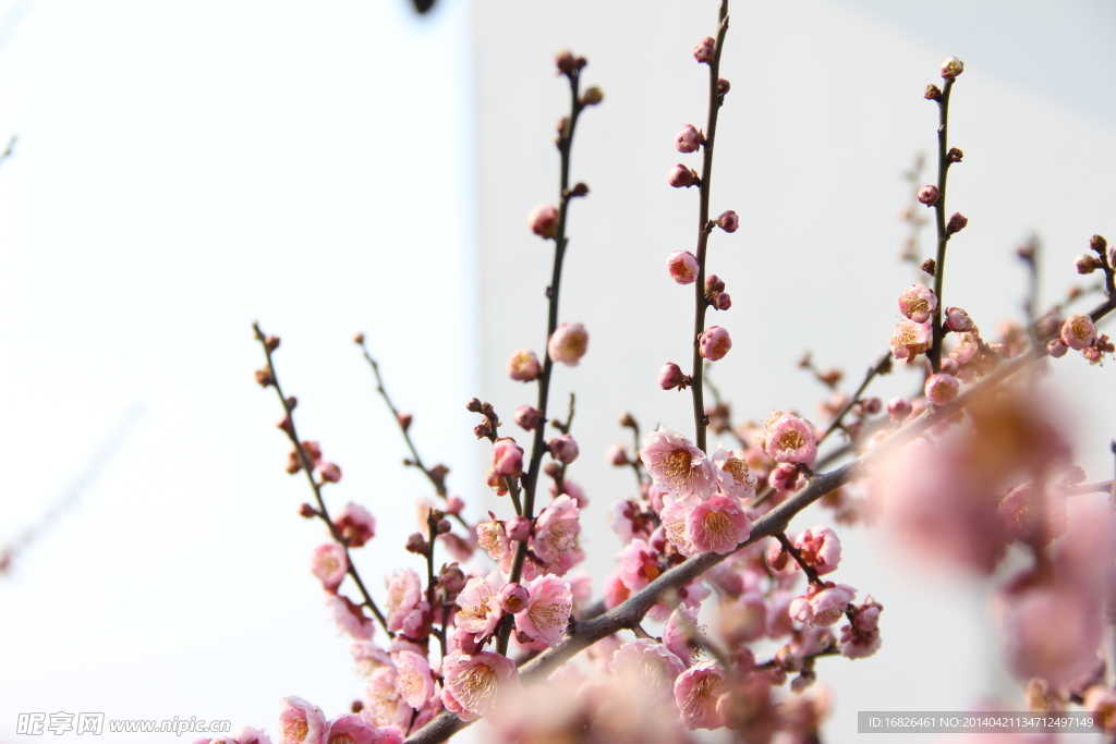 梅花