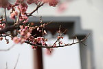 梅花